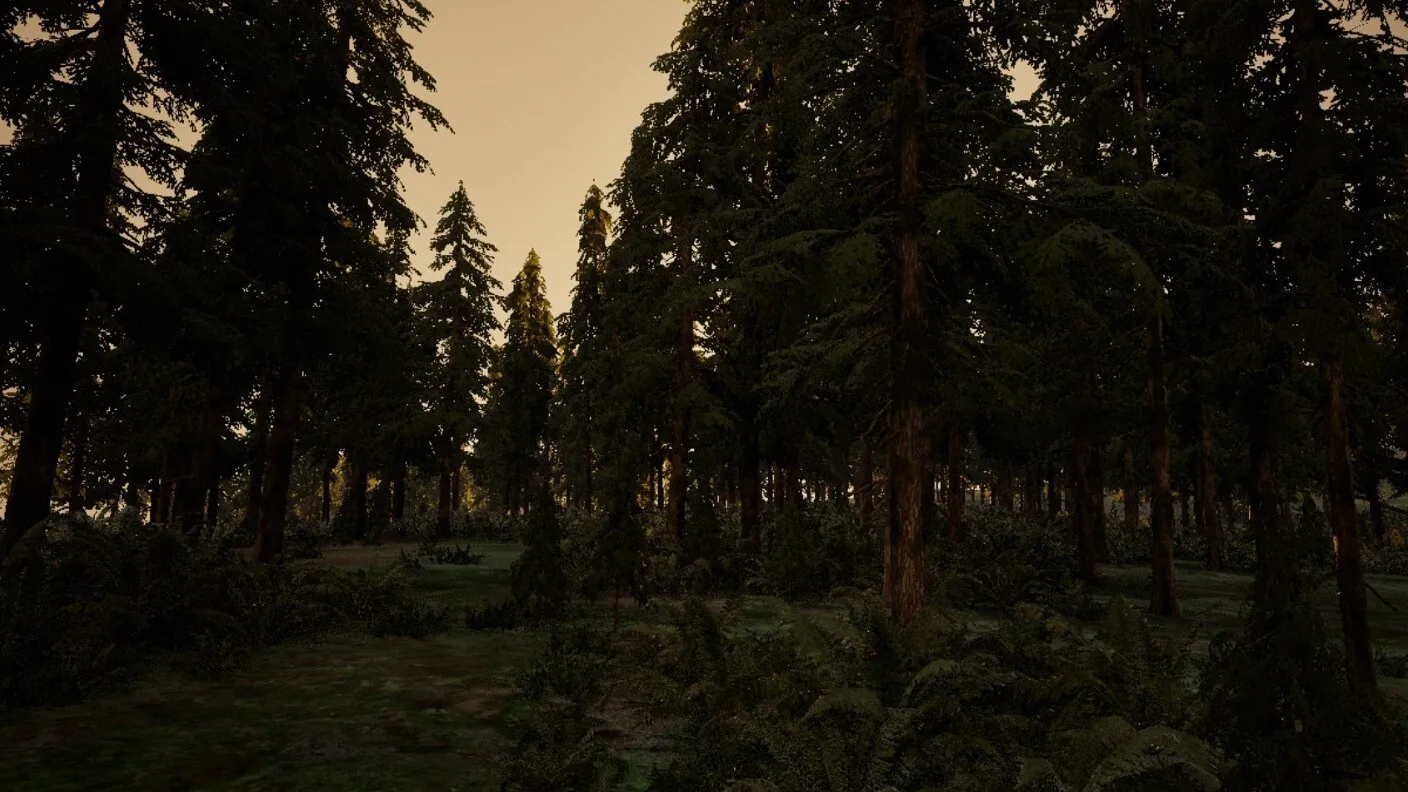 Pine trunks and ferns at dusk, the last amber light showing between the trees
